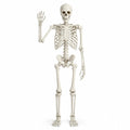 Halloween Skeleton Poseable Prop A999