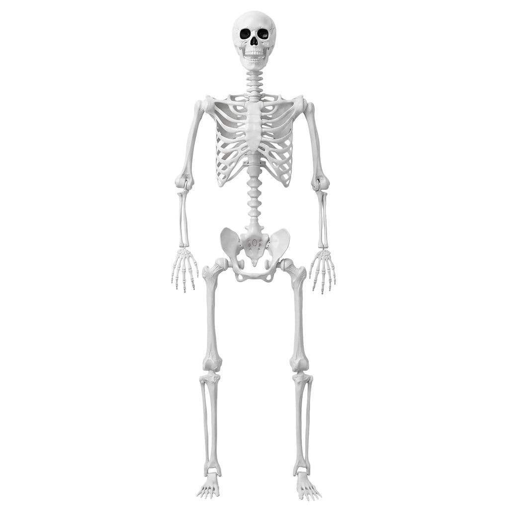 Life Size Human Skeleton with Posable Joint U72606