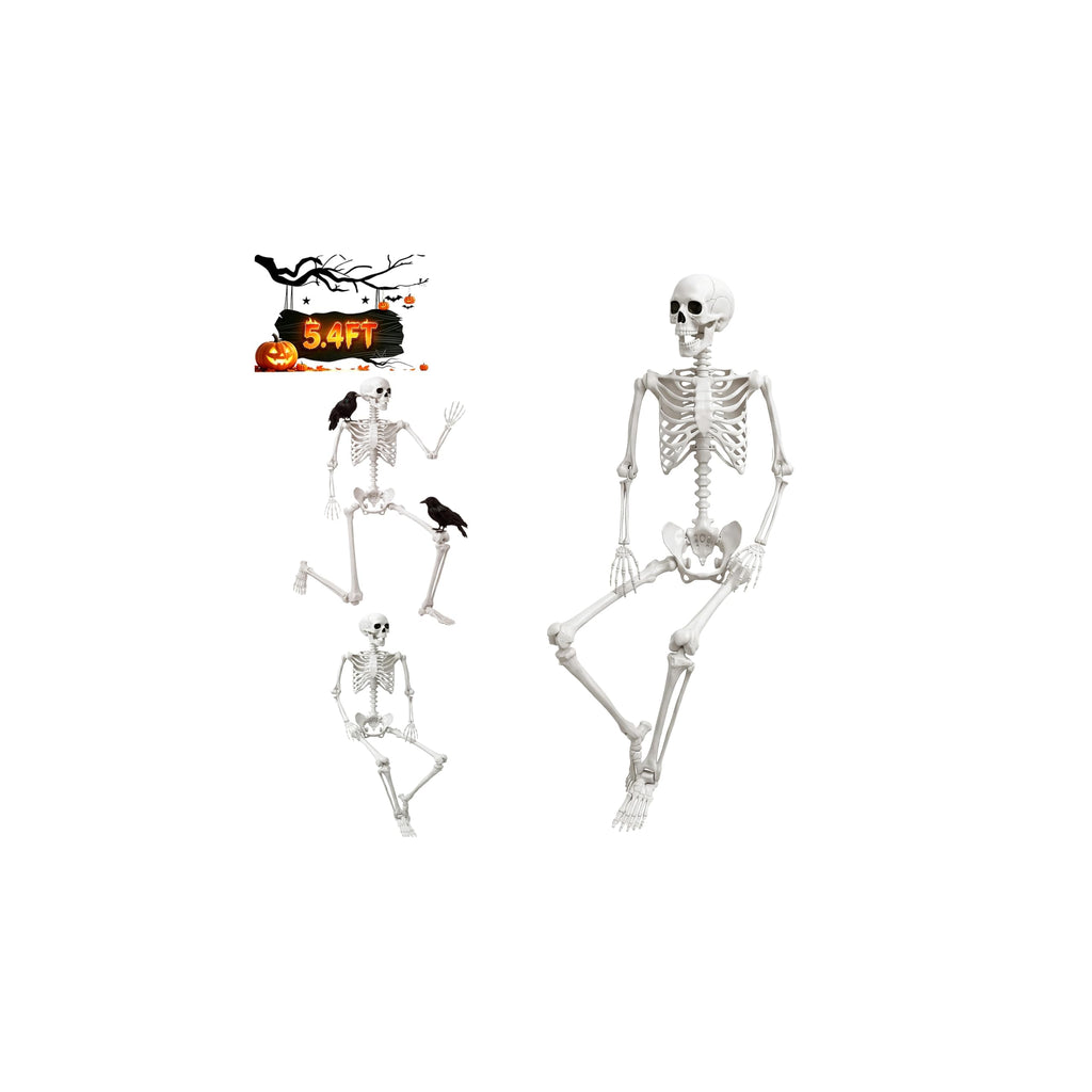 Life Size Human Skeleton with Posable Joint U72606