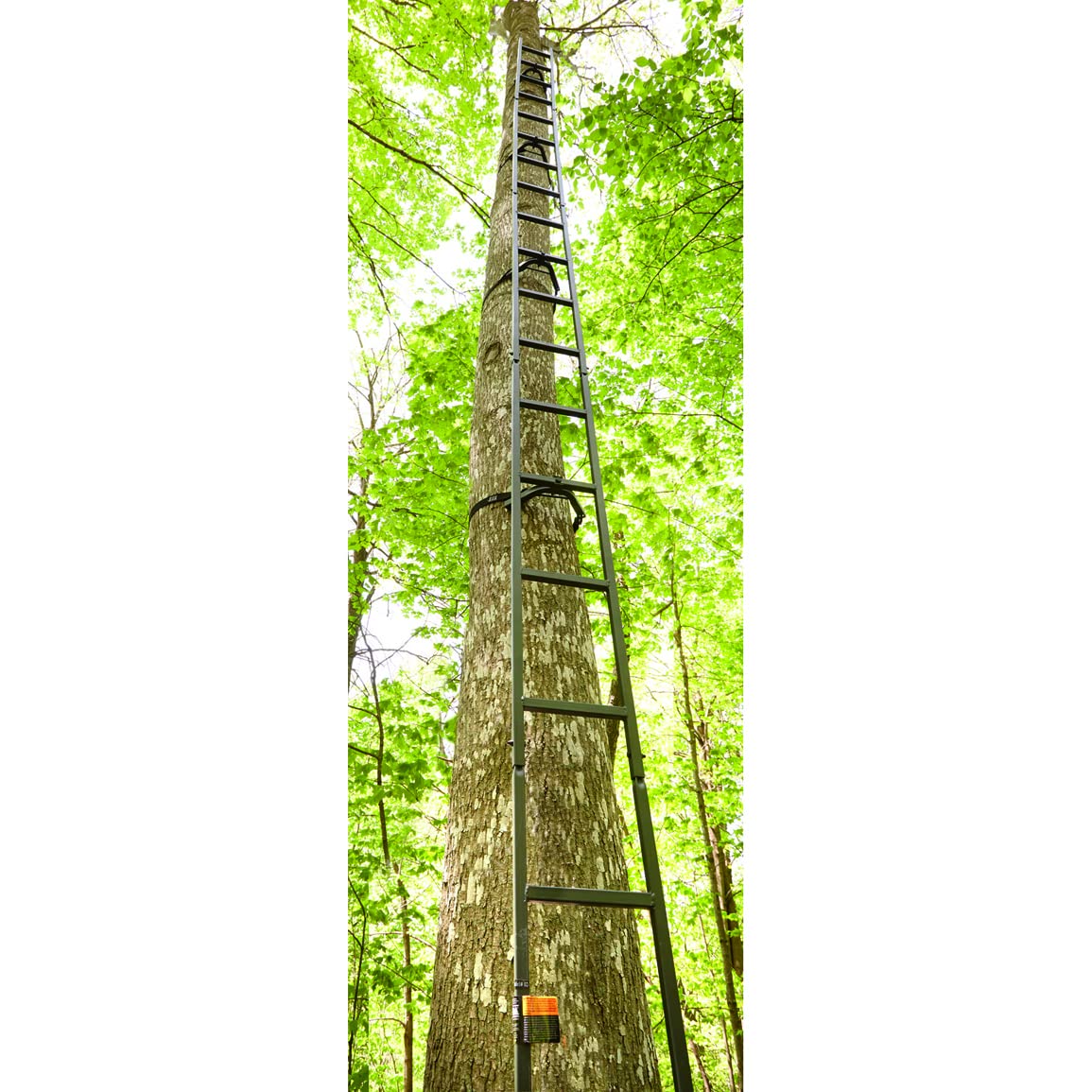 Climbing Ladder P5855