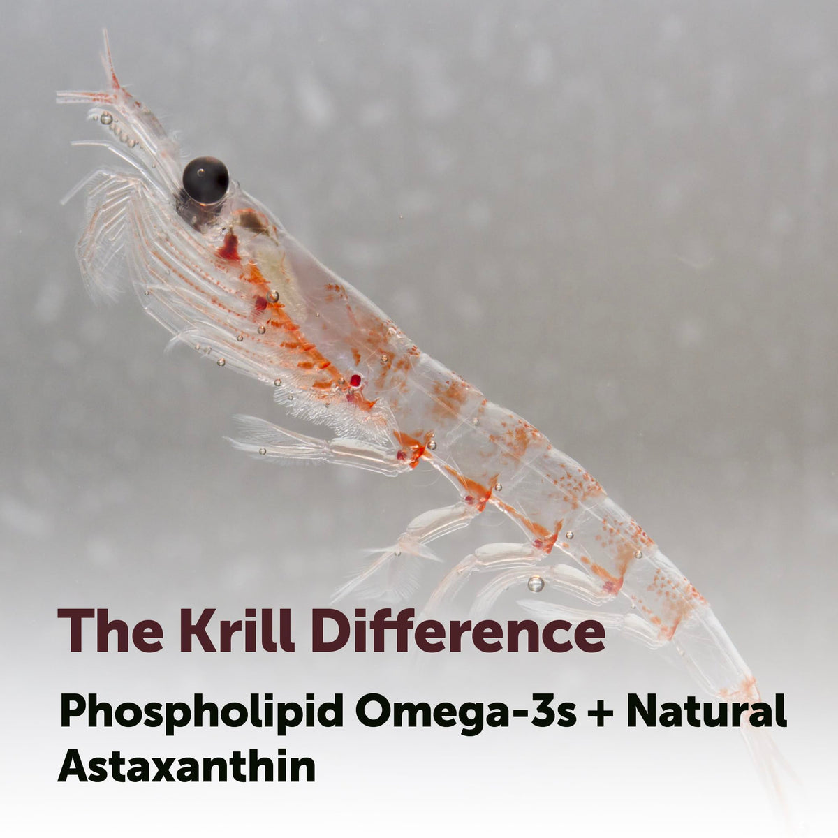 Antarctic Krill Oil 1,000 mg 300 Softgels Omega-3 EPA & DHA T897